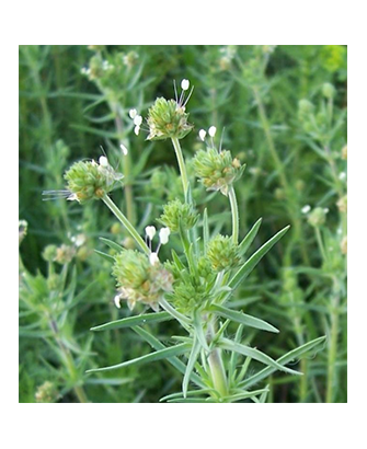 Zaragatona