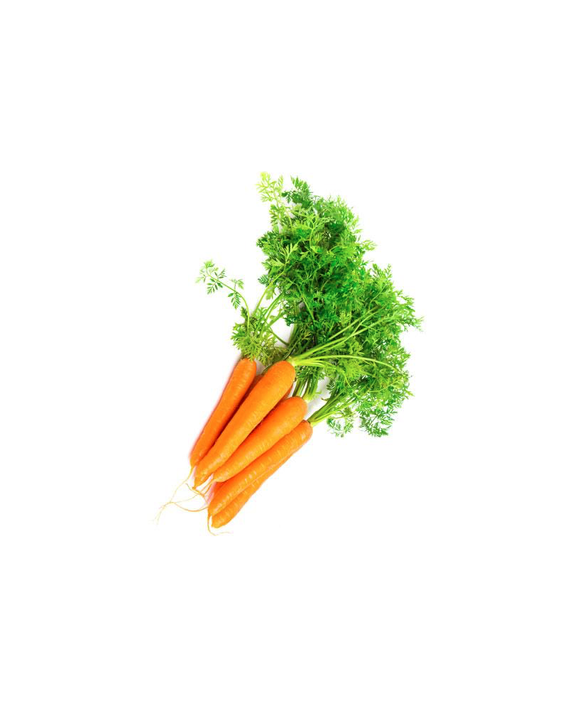Zanahoria naranja Nantesa
