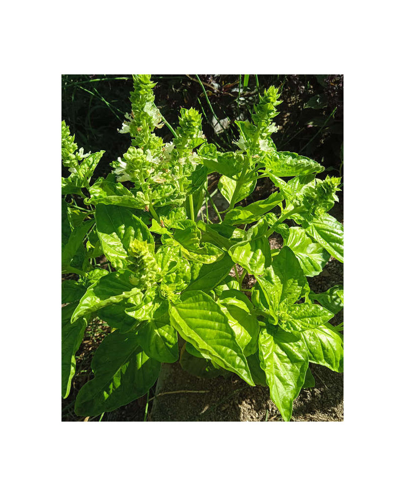 Albahaca pesto hoja de lechuga