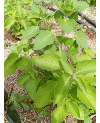 Albahaca peruana