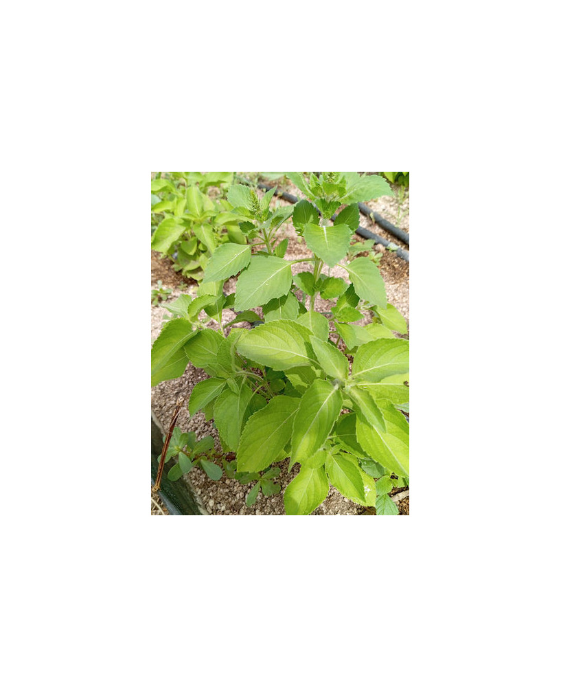 Albahaca peruana