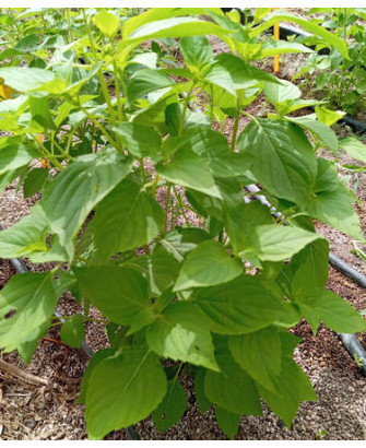 Albahaca Africana