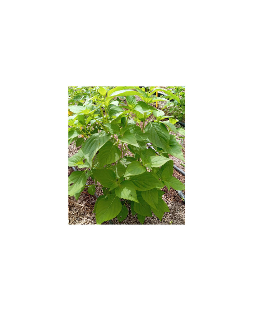 Albahaca Africana