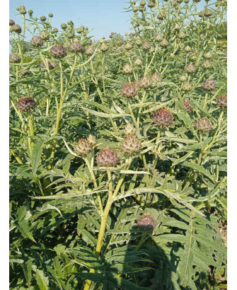 Cardo rojo de Alguer, 100gr