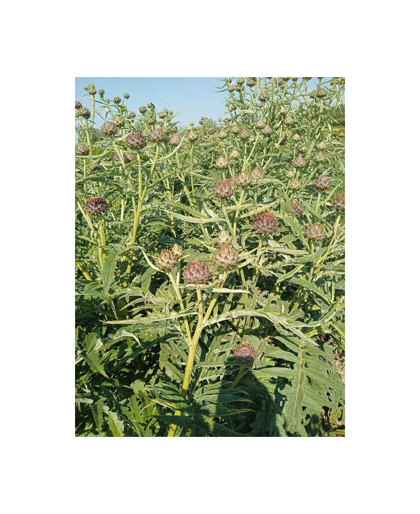 Cardo rojo de Alguer, 100gr