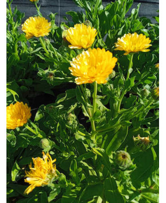 Caléndula amarillo crema