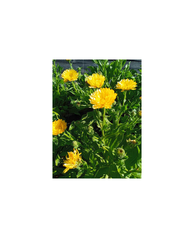 Caléndula amarillo crema