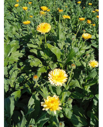 Caléndula amarillo pequeña