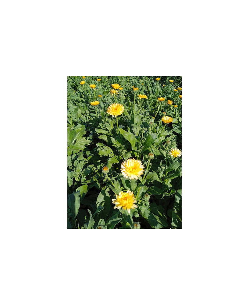 Caléndula amarillo pequeña