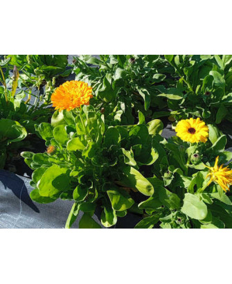 Caléndula amarillo y naranja