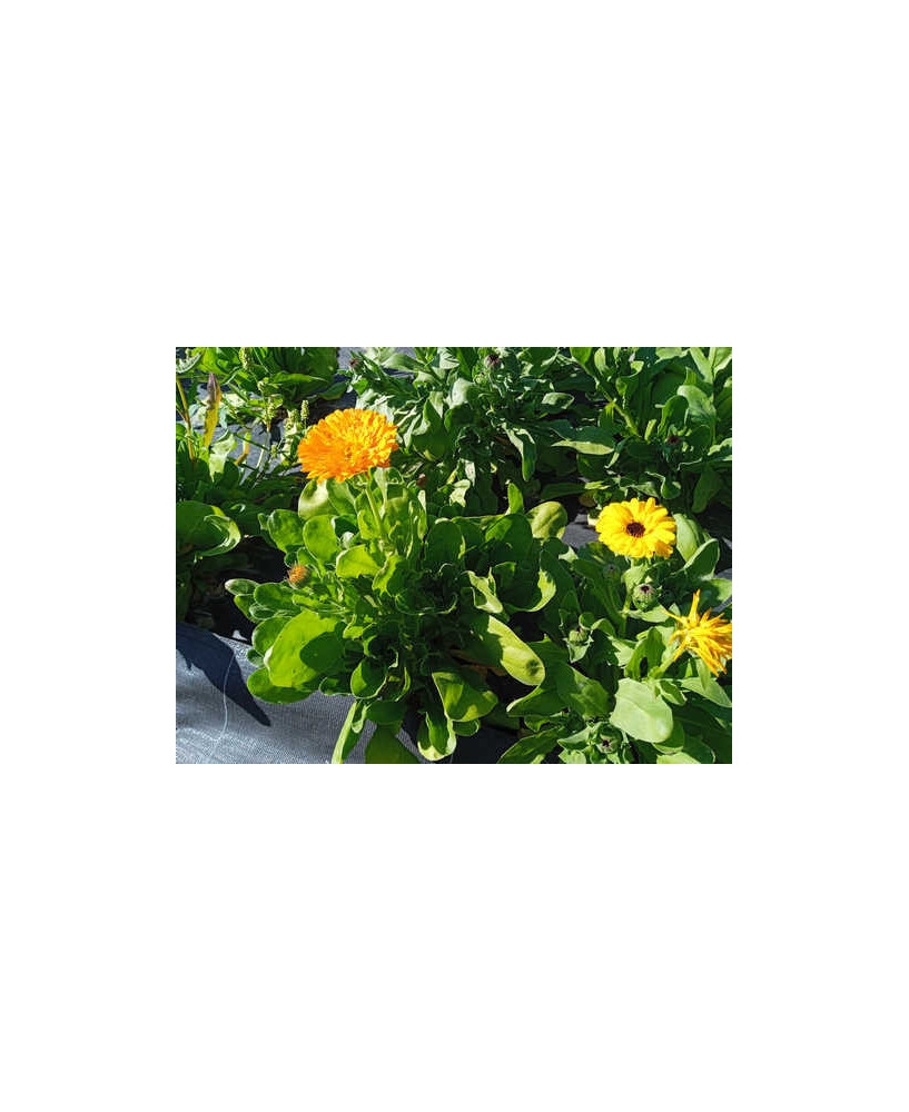 Caléndula amarillo y naranja