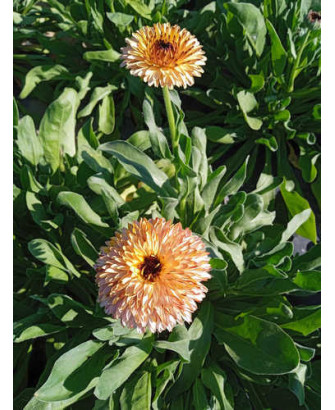 Caléndula naranja y rosa