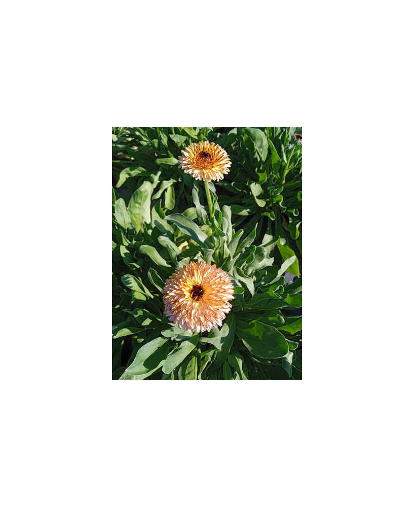 Caléndula naranja y rosa