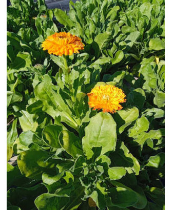 Caléndula naranja grande
