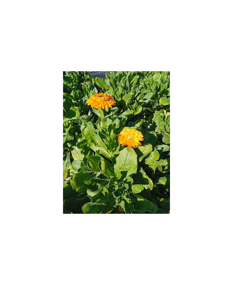 Caléndula naranja grande