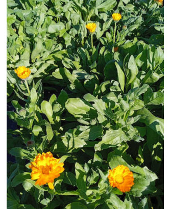 Caléndula Naranja Pequeña