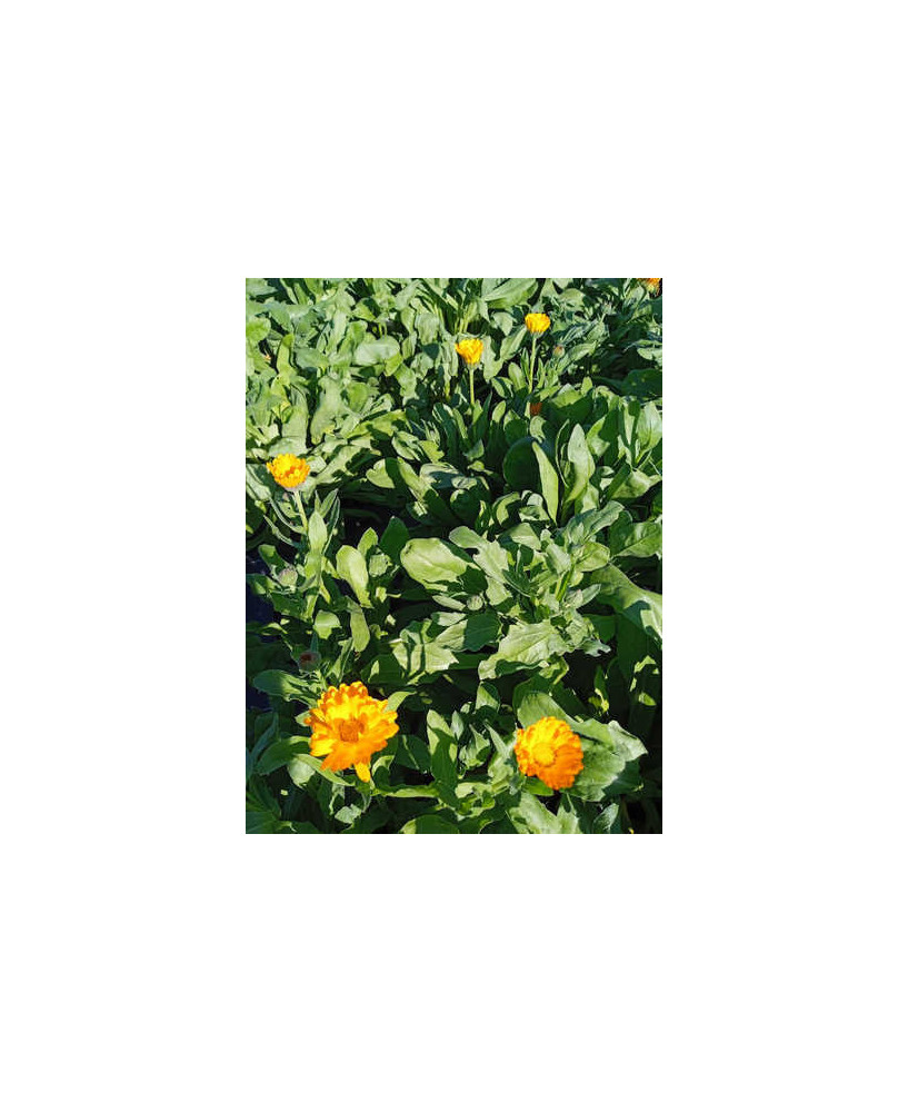 Caléndula Naranja Pequeña