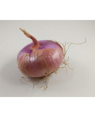 Cebolla roja sangre de Buey del Maresme