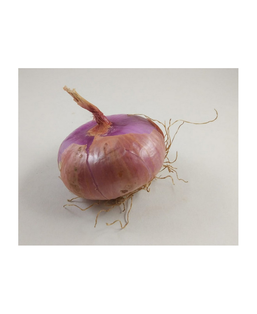 Cebolla roja sangre de Buey del Maresme