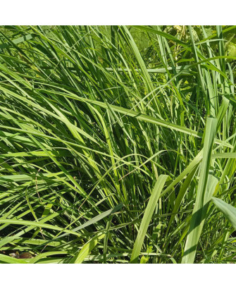 Citronella citratus