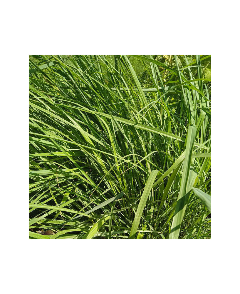 Citronella citratus