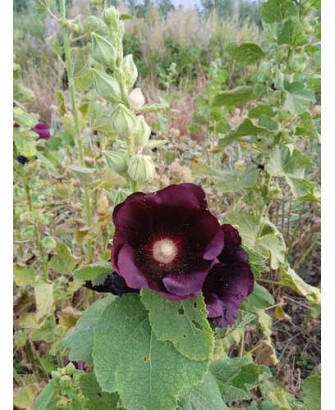 Malva real negra