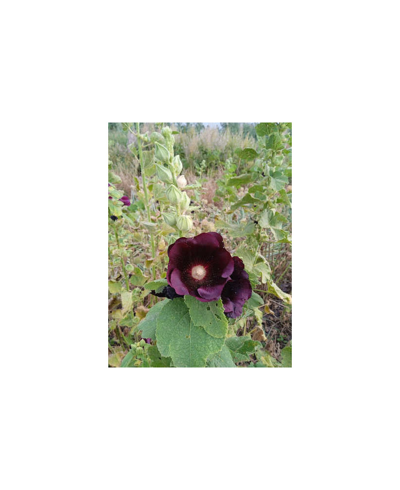 Malva real negra