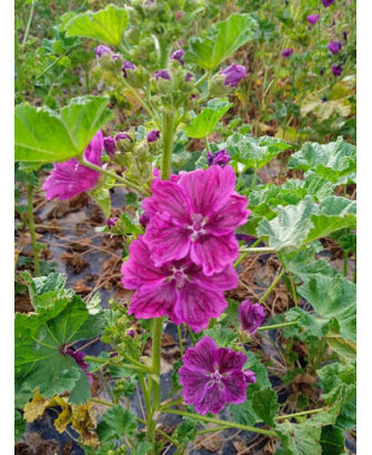 Malva silvestre de Mauritania