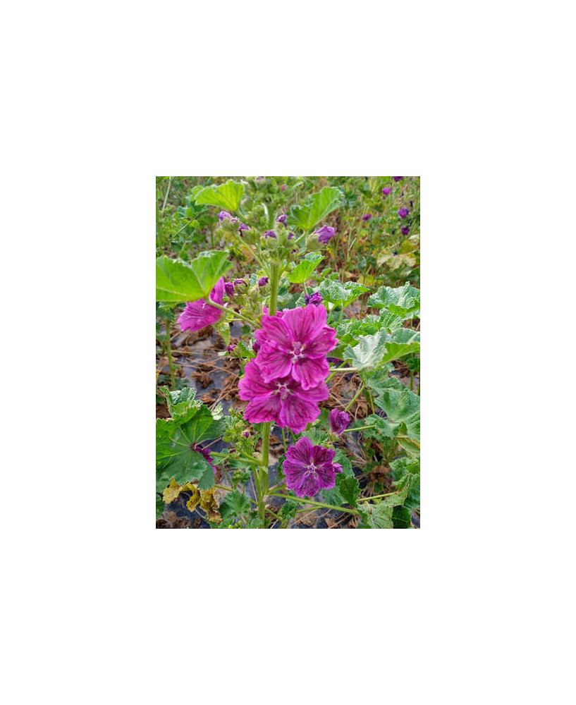 Malva silvestre de Mauritania