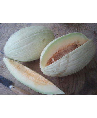 Melón blanco