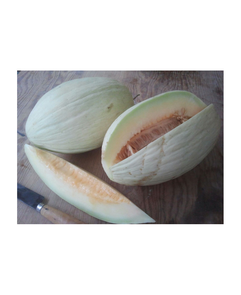 Melón blanco