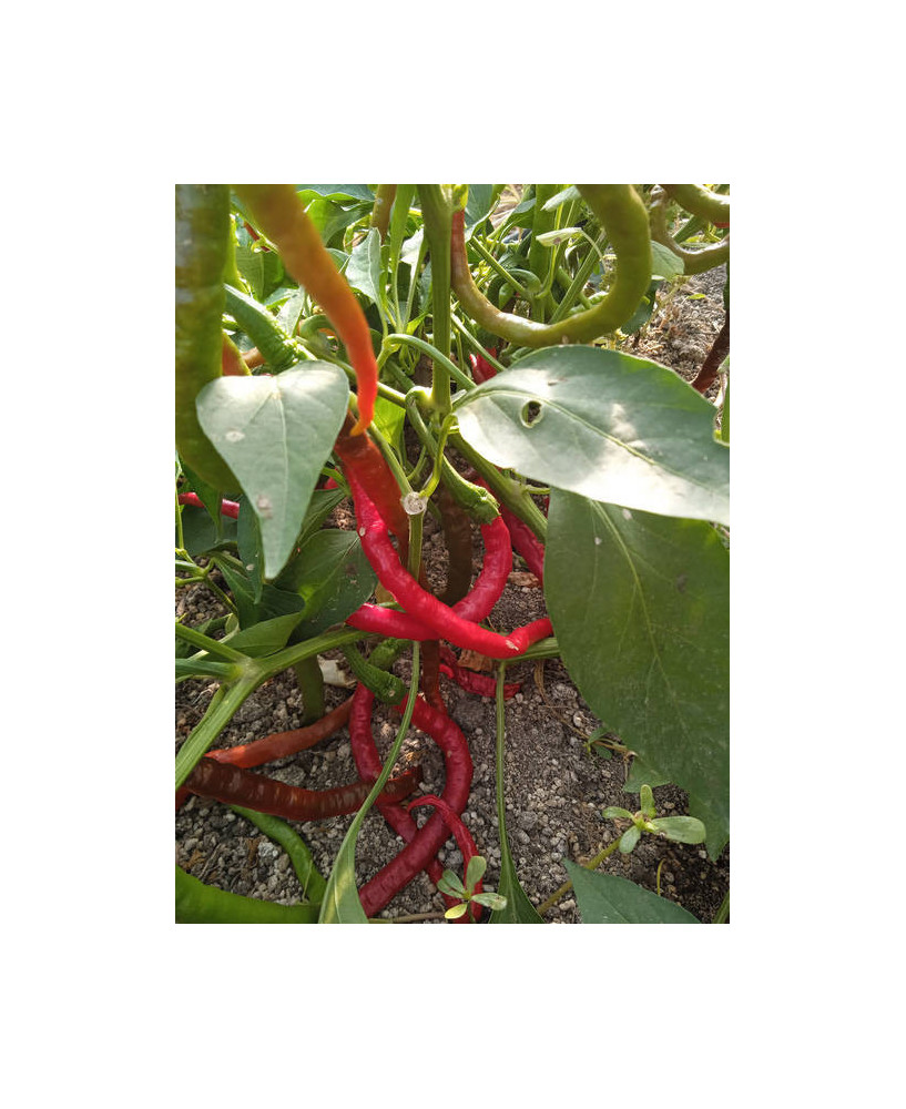 Pimiento picante piparra Ibarra