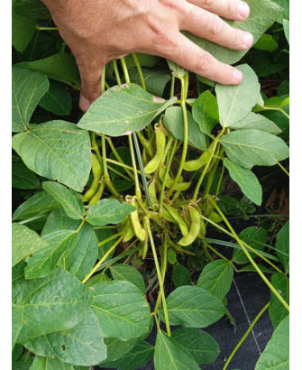 Soja Edamame Brun Hatif Rouest