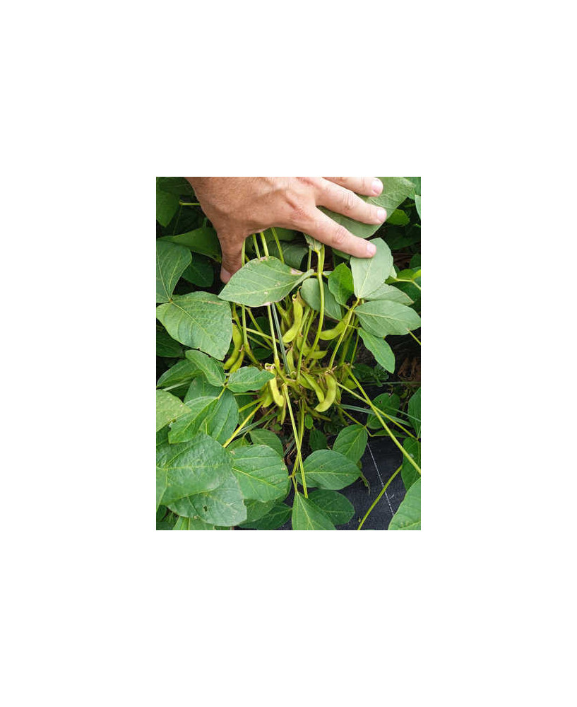 Soja Edamame Brun Hatif Rouest