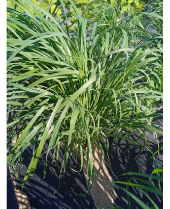 Teff