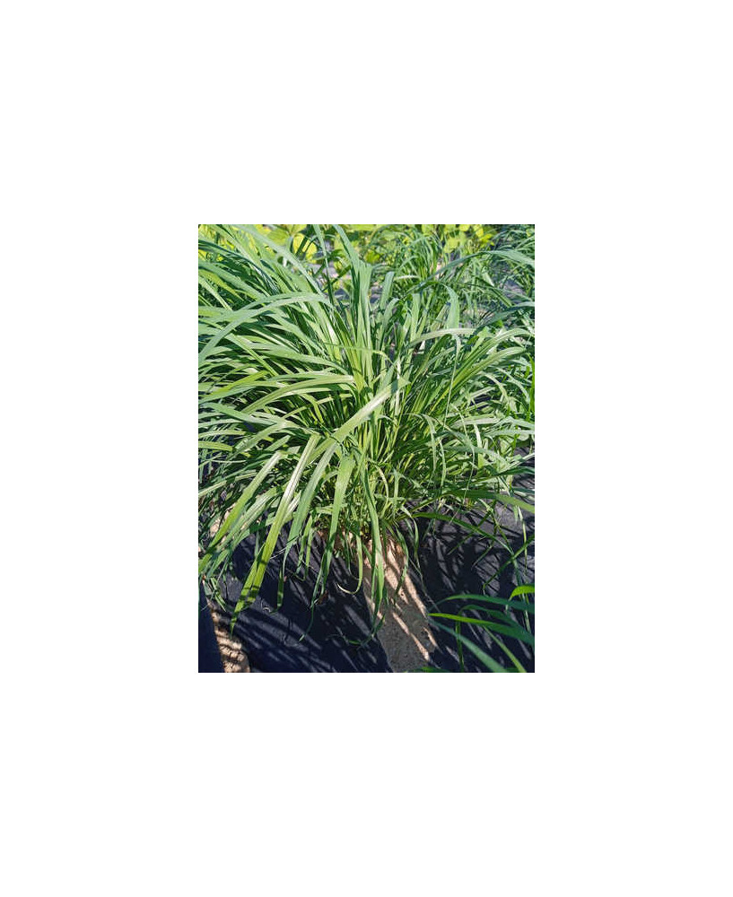 Teff