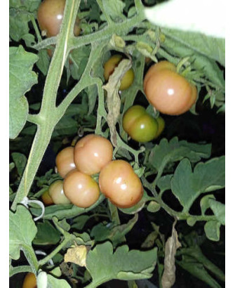 Tomate colgar plana de Fraga