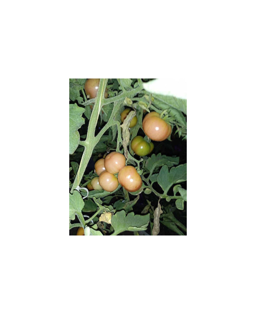 Tomate colgar plana de Fraga