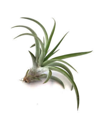 Clavel de aire capitata