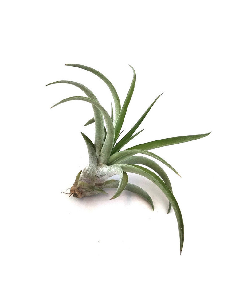 Clavel de aire capitata