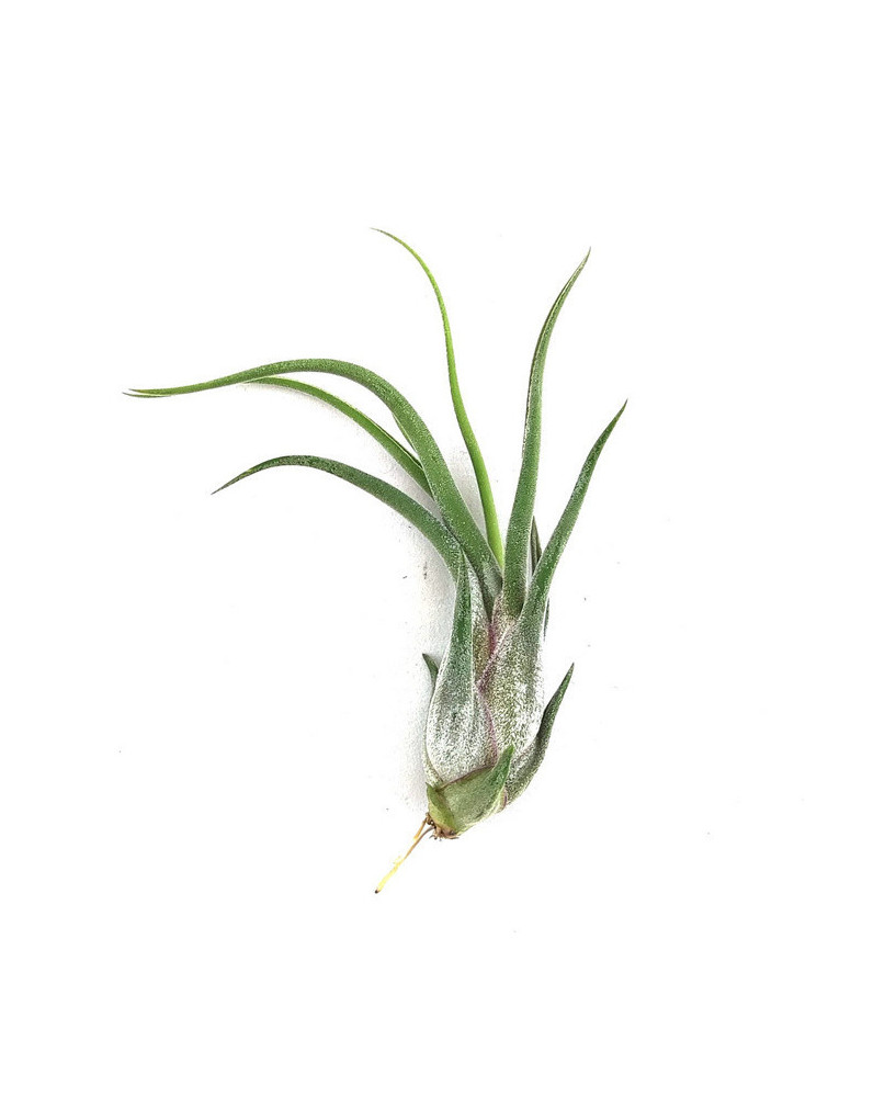 Clavel de aire caput medusa