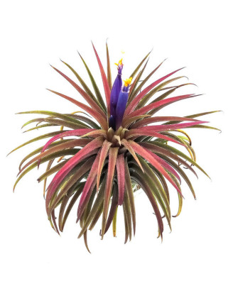 Clavel de aire  ionantha roja XXL