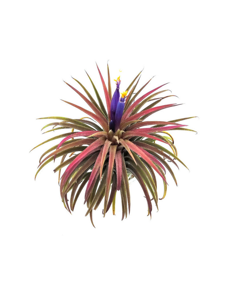 Clavel de aire  ionantha roja XXL