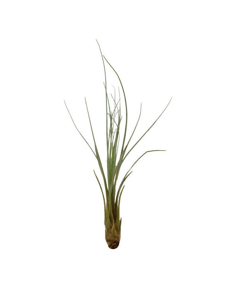 Clavel del aire juncea (aerea)