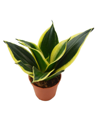 Sanseviera "jade"