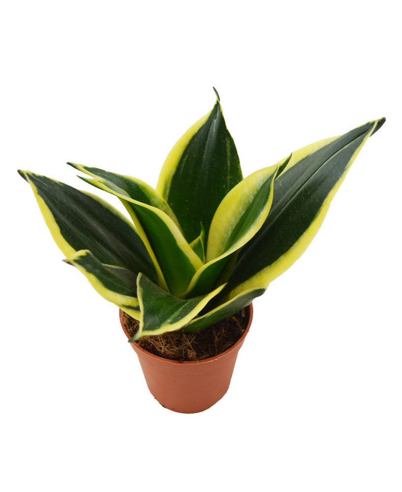 Sanseviera "jade"