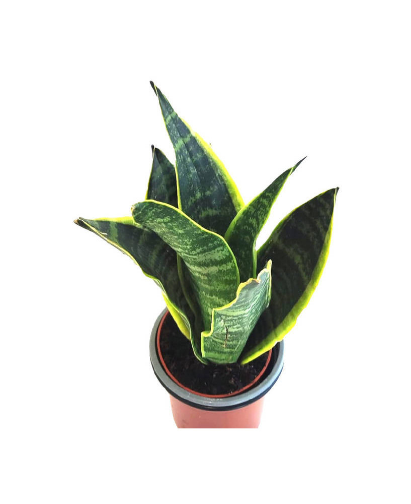 Sanseviera futura