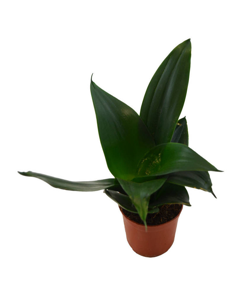 Sanseviera hahnii verde