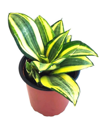 Sansevieria golden hahnii