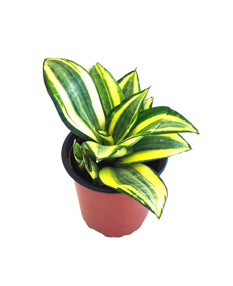 Sansevieria golden hahnii